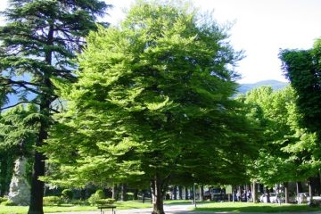 Legno di faggio