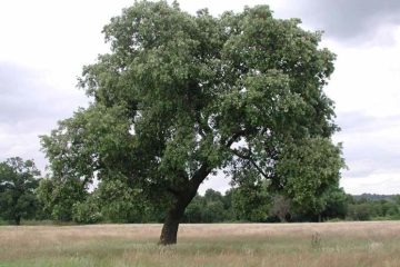 Legno di leccio